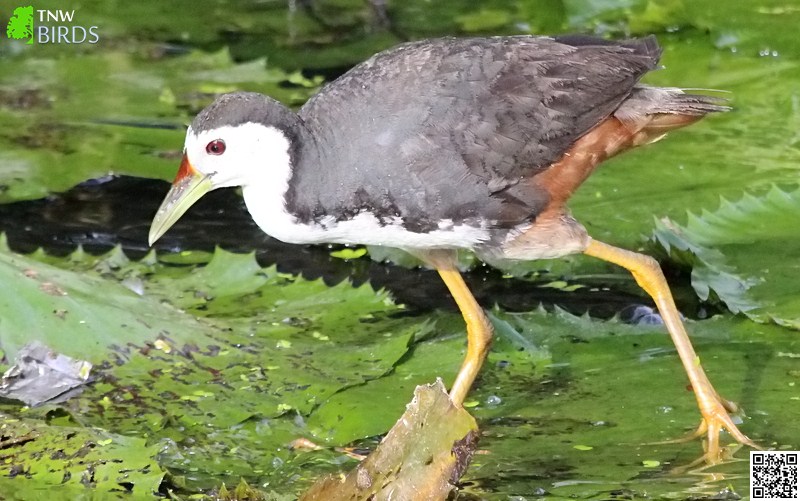 White-breasted Waterhen